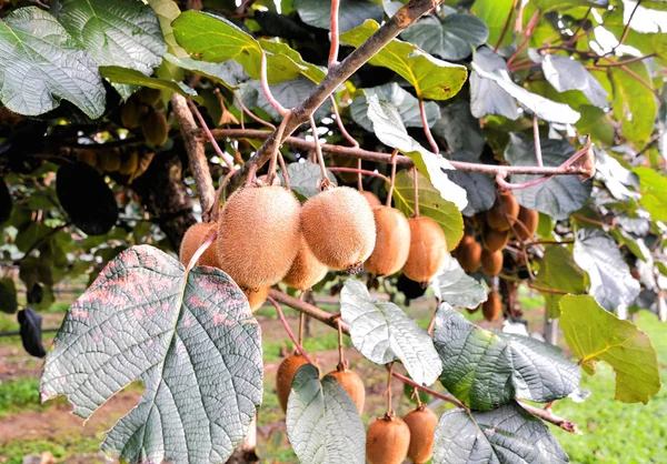 Киви фрукты Plantaion дерево — стоковое фото