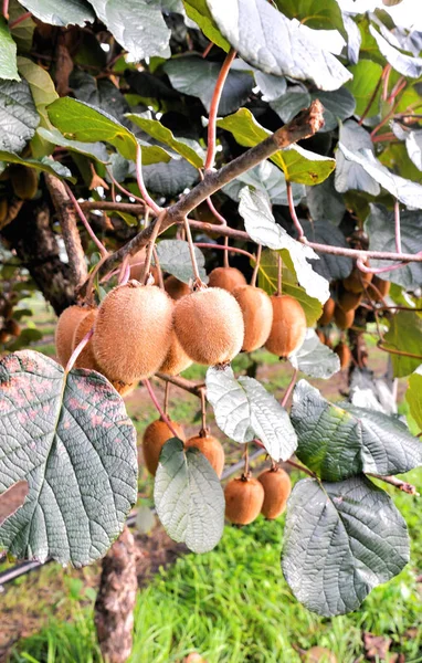 Árvore de plantações de fruta Kiwi — Fotografia de Stock