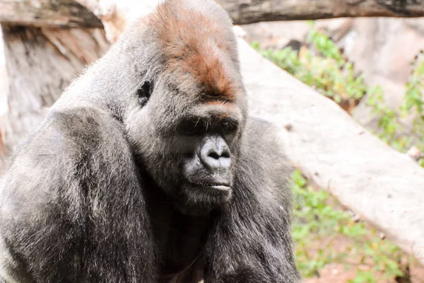 Stora däggdjur grå vuxen stark Gorilla — Stockfoto