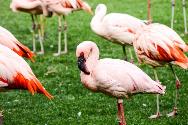 Roze dierlijke vogel wilde Flamingo — Stockfoto