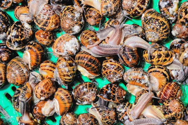 Escargote de caracol comestível — Fotografia de Stock