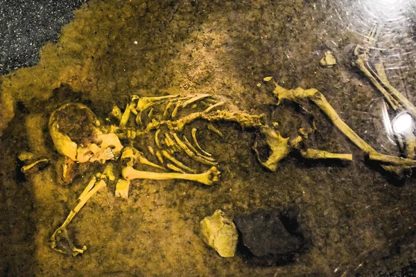 考古发现了人类的骨骼 — 图库照片
