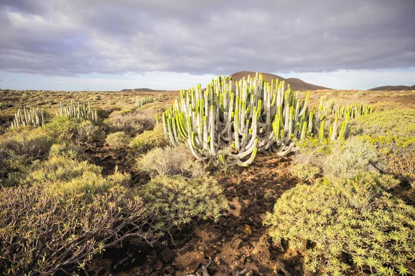 Cactus woestijn zonsondergang op Tenerife Canarische Eiland — Stockfoto