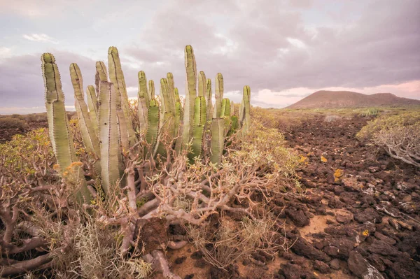 Cactus Desert Sunset in Tenerife Canary Island — Stock Photo, Image