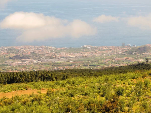 Güzel yeşil çam ağaçları — Stok fotoğraf