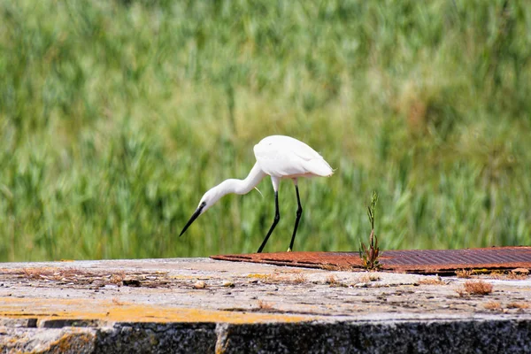 Фото Птицы Great Egret Ardea Alba Рядом Рекой Дельта — стоковое фото