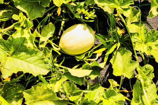 Foto Melão Planta Uma Horta — Fotografia de Stock