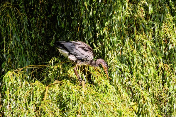 Aves Garça Cinzentas Espécie Ardea Cinerea Família Ardeidae — Fotografia de Stock