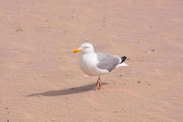 Foto Gaviota Vuelo Sobre Cielo Gris — Foto de Stock