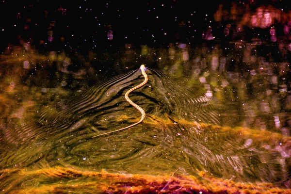 Foto Bild Einer Graswasserschlange Natrix — Stockfoto