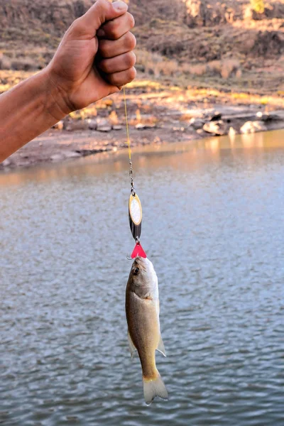 オオクチバスの魚 — ストック写真