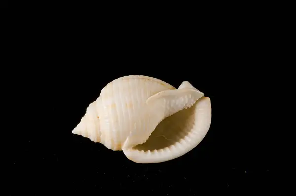Close-up of shell seashell — Stock Photo, Image