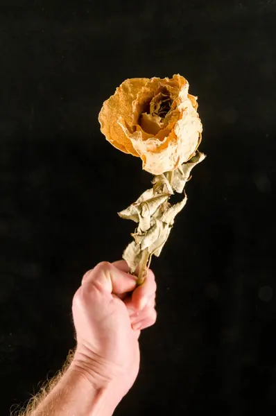 Eine getrocknete Rose isoliert — Stockfoto