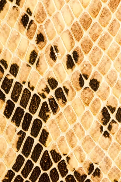 Pele de cobra padrão de fundo — Fotografia de Stock