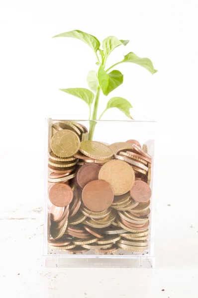 Planta crescendo em moedas de poupança — Fotografia de Stock