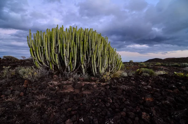 Kalme cactus woestijn zonsondergang — Stockfoto