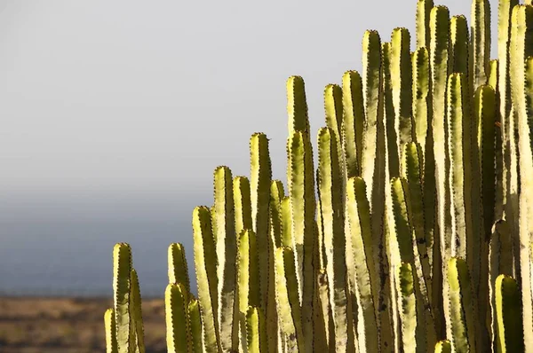 Grande Cacto Verde Deserto Dia Ensolarado — Fotografia de Stock