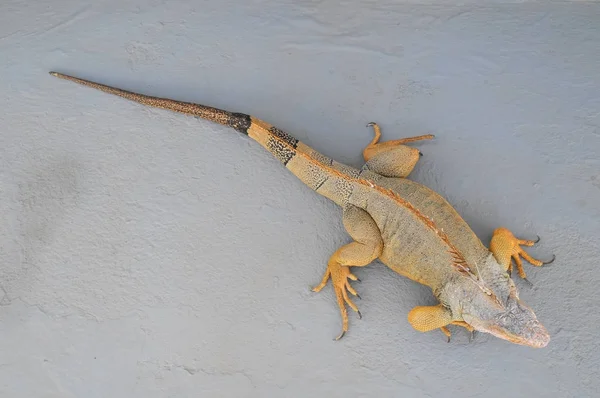 Gri Yüzeyde Renkli Genç Erkek Guana Kertenkelesi — Stok fotoğraf