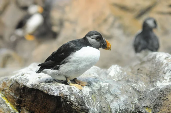 Pinguino Colorato Bianco Nero Luogo Freddo — Foto Stock