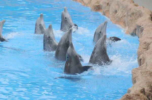 Grå Delfin Ett Mycket Blått Vatten Park Teneriffa Spanien — Stockfoto