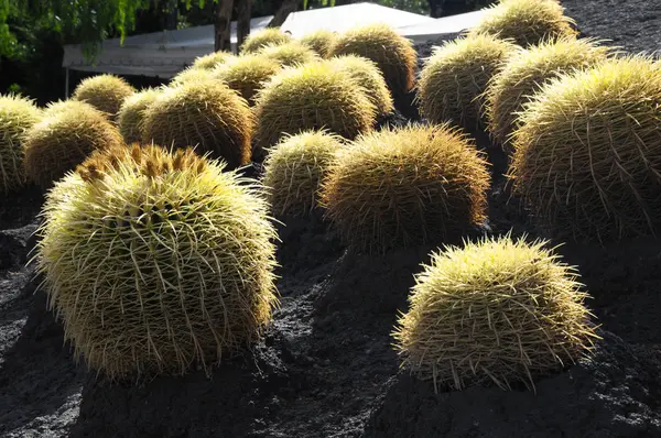 Succulent Plant Cactus Growing Asphalt Ground — Stock Photo, Image