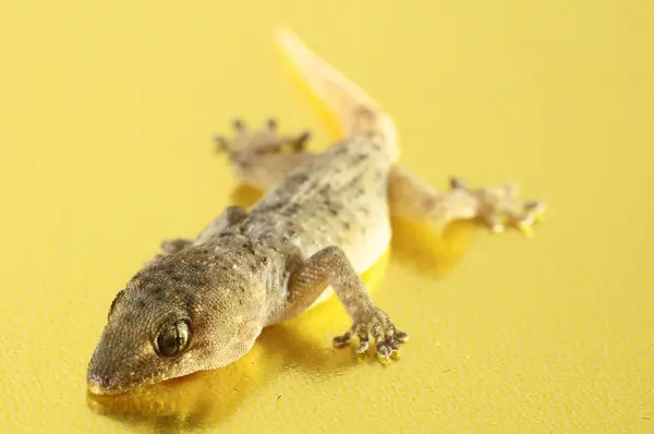 Pequeño Lagarto Gecko Gris Sobre Fondo Coloreado — Foto de Stock
