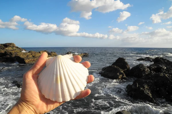 Een Kalksteen Sea Shell Buurt Van Atlantische Oceaan — Stockfoto