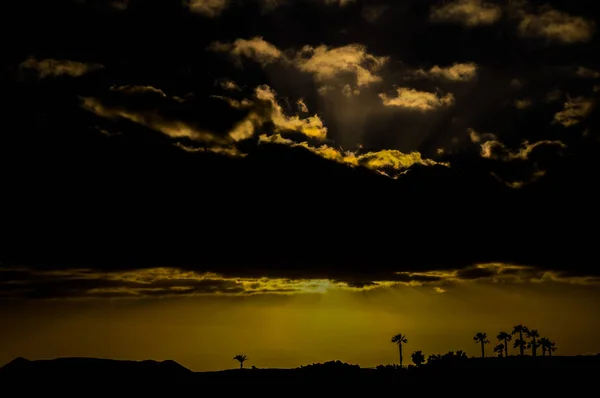 Silhouette Einer Palme Bei Sonnenuntergang Grünen — Stockfoto