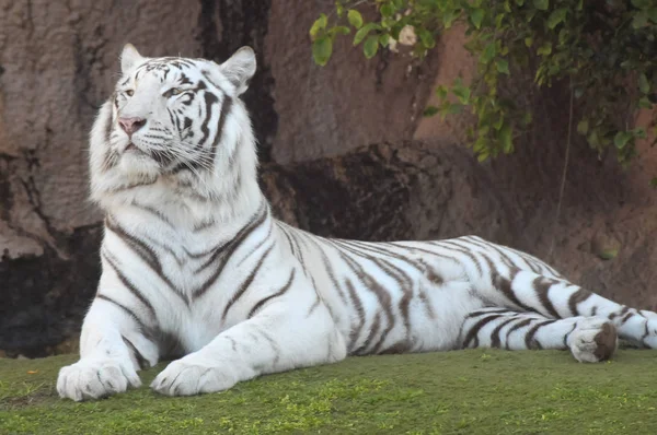 Tigre Adulta Strisce Bianche Nere Rare — Foto Stock