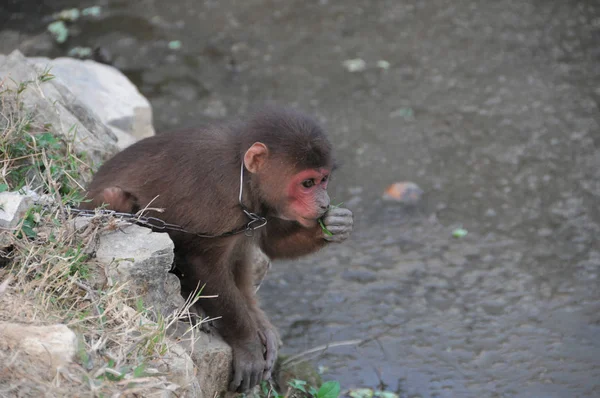 Macaco marrom em correntes — Fotografia de Stock