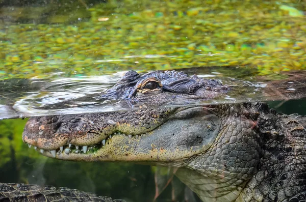 Amphibian Prehistoric Crocodile — Stock Photo, Image