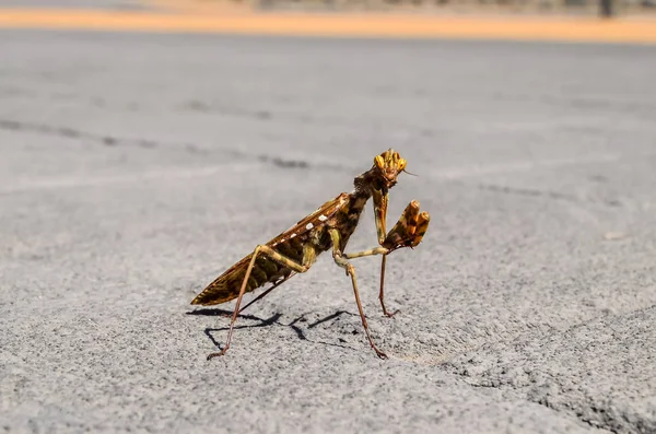 カマキリの昆虫の湯通し — ストック写真