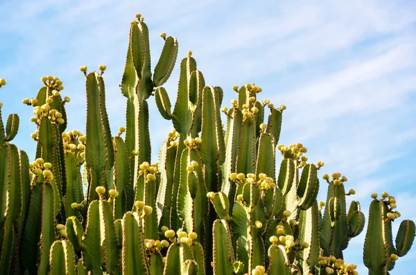 Calma Cactus Deserto tramonto — Foto Stock