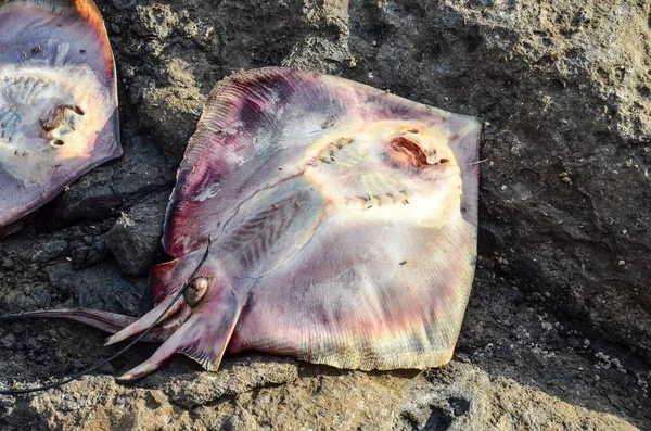 Pesce Stingray morto — Foto Stock