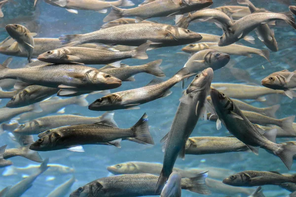 Onderwater School Voor Zilvergrijze Vissen Aquarium — Stockfoto