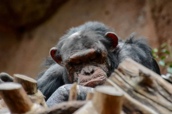 Chimpanzé Preto Selvagem Mamífero Macaco Macaco Animal — Fotografia de Stock