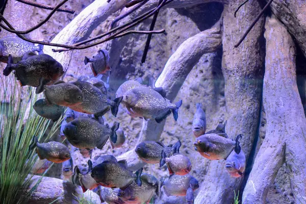 Foto Van Onderwater Vissen Watertank Aquarium — Stockfoto