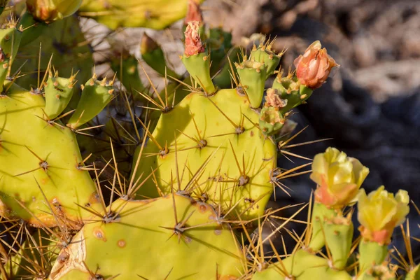 Feuille Cactus Poire Piquante Verte Dans Désert — Photo