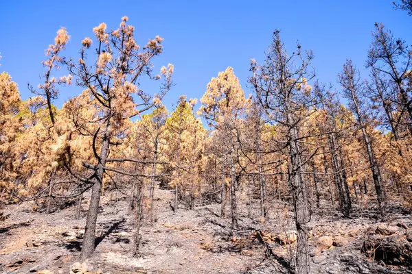 Skutki Pożaru Lesie Wyspach Kanaryjskich Hiszpania — Zdjęcie stockowe