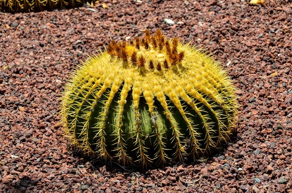 Round Succulent Plant — Stock Photo, Image