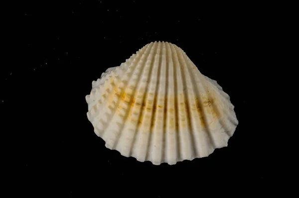 Seashell sfondo texture — Foto Stock