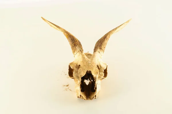 Close-up de crânio de cabra — Fotografia de Stock