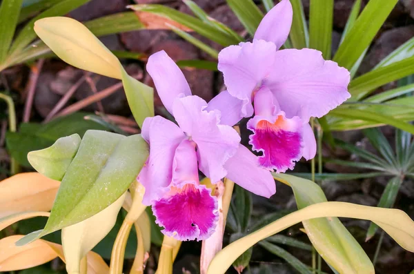 Orchideeënbloem Tropische Tuin Phalaenopsis Orchideeënbloemen Tenerife Canarische Eilanden Orchideeć Bloemenachtergrond — Stockfoto