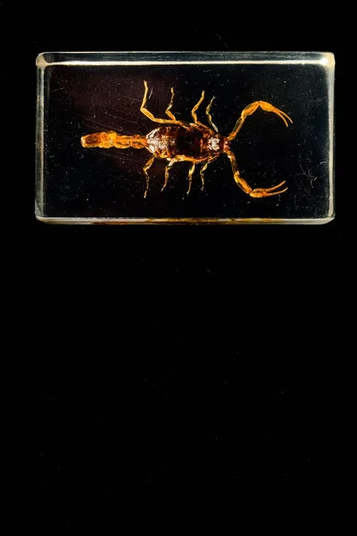 Photo Scorpion Glass Black Background — Stock Photo, Image