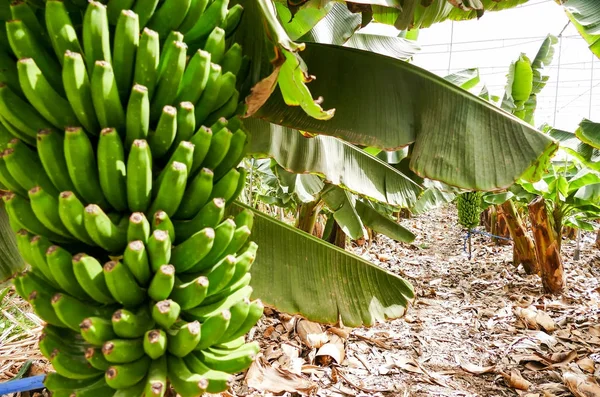 Plantație Banane Sudul Insulei Tenerife Insulele Canare — Fotografie, imagine de stoc
