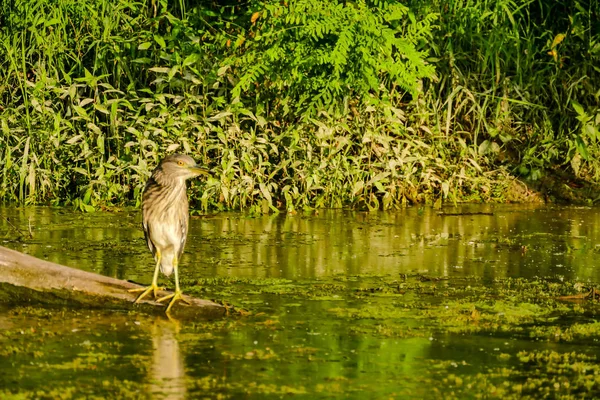 Foto Eurasian Bittern Great Bittern Uccello Selvatico — Foto Stock