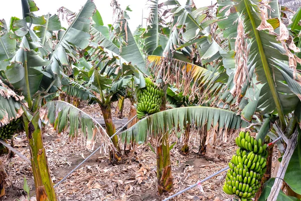 Fotografie Unui Fruct Ciorbă Banane — Fotografie, imagine de stoc