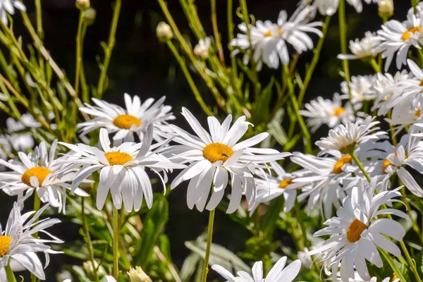 Foto Bild Vackra Blommande Bakgrund — Stockfoto