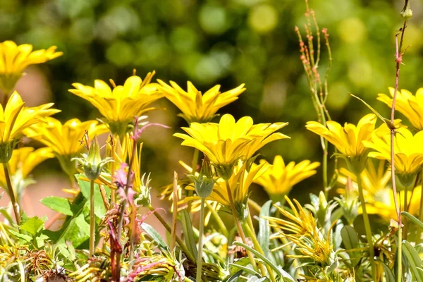 Foto Foto Del Hermoso Fondo Flores Flor —  Fotos de Stock