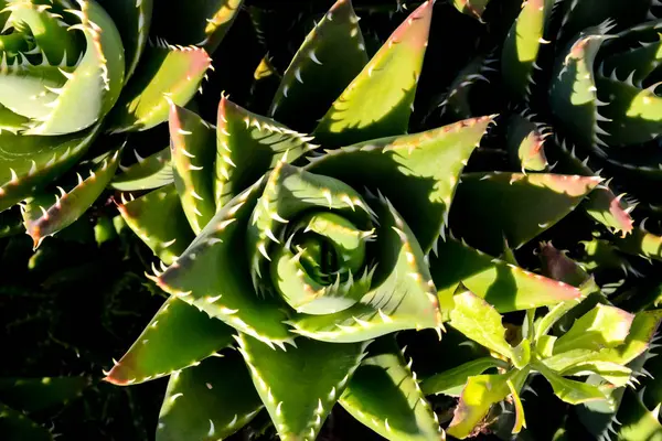 Foto Bild Eines Tropischen Kaktus Textur Hintergrund — Stockfoto